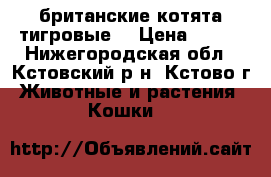 британские котята тигровые. › Цена ­ 500 - Нижегородская обл., Кстовский р-н, Кстово г. Животные и растения » Кошки   